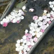 青の画像