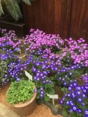 アハメッド