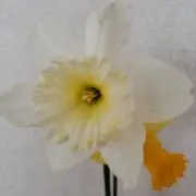 スイセンの画像