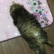 やっこん