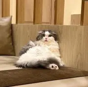 にゃんの画像