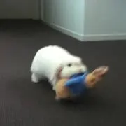 HINAの画像
