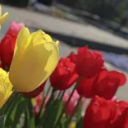 紗々の画像