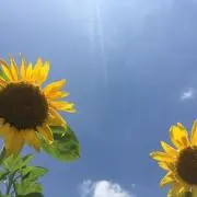 yuuuuu