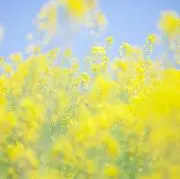yuriの画像