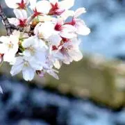 coelestisの画像