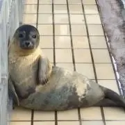 もちもち