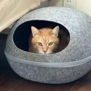 アラレちゃんの画像