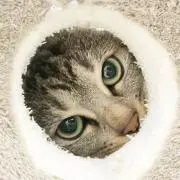 ぱぴこりん