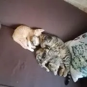 にゃ➰(=゜ω゜=)