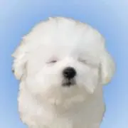 わんわんの画像