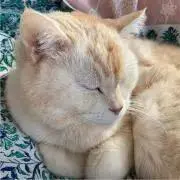 なごみの画像