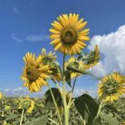 リサナオートの画像