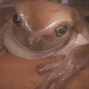 紙ノルマ