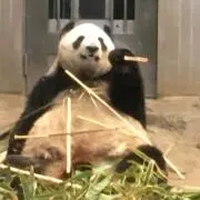 おはなの画像
