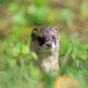 いたち。。。の画像