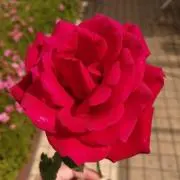 ♡Rose♡プロフご覧くださいの画像