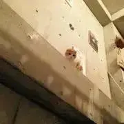 ちいの画像