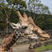 キリンさんの画像