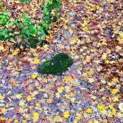 しずかの画像