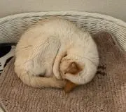 はーちの画像