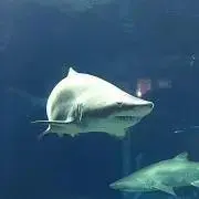 のまこまこの画像