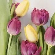 flowerの画像