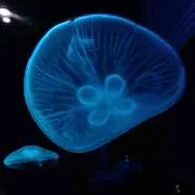 にぃ✩