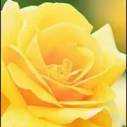 ママ1年生