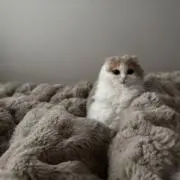 うにの画像