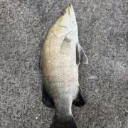 あの