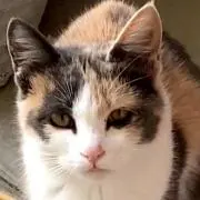 はば