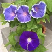 まるる