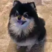 ☆の画像