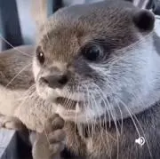 カワウソ