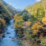 ミドリの画像