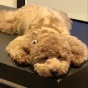 柊