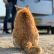 ぽんずの画像