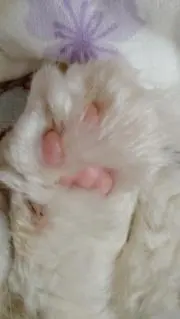 ノアくん