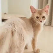 ふくろうの画像