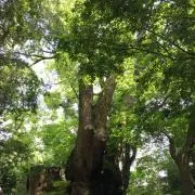 井上裕史の皮膚整体マスタープログラム ➕ 美脚小尻テクニック - メルカリ