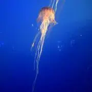 仮病の画像