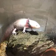 メタボ