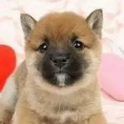 みぃちゃん