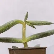 もくずの画像