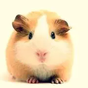 めぐ