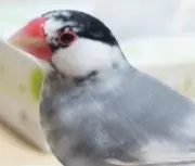ぶんちょ