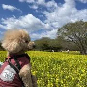 ゆら。の画像