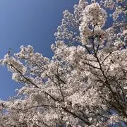 ムタの画像