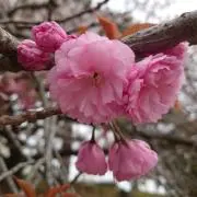 minminの画像